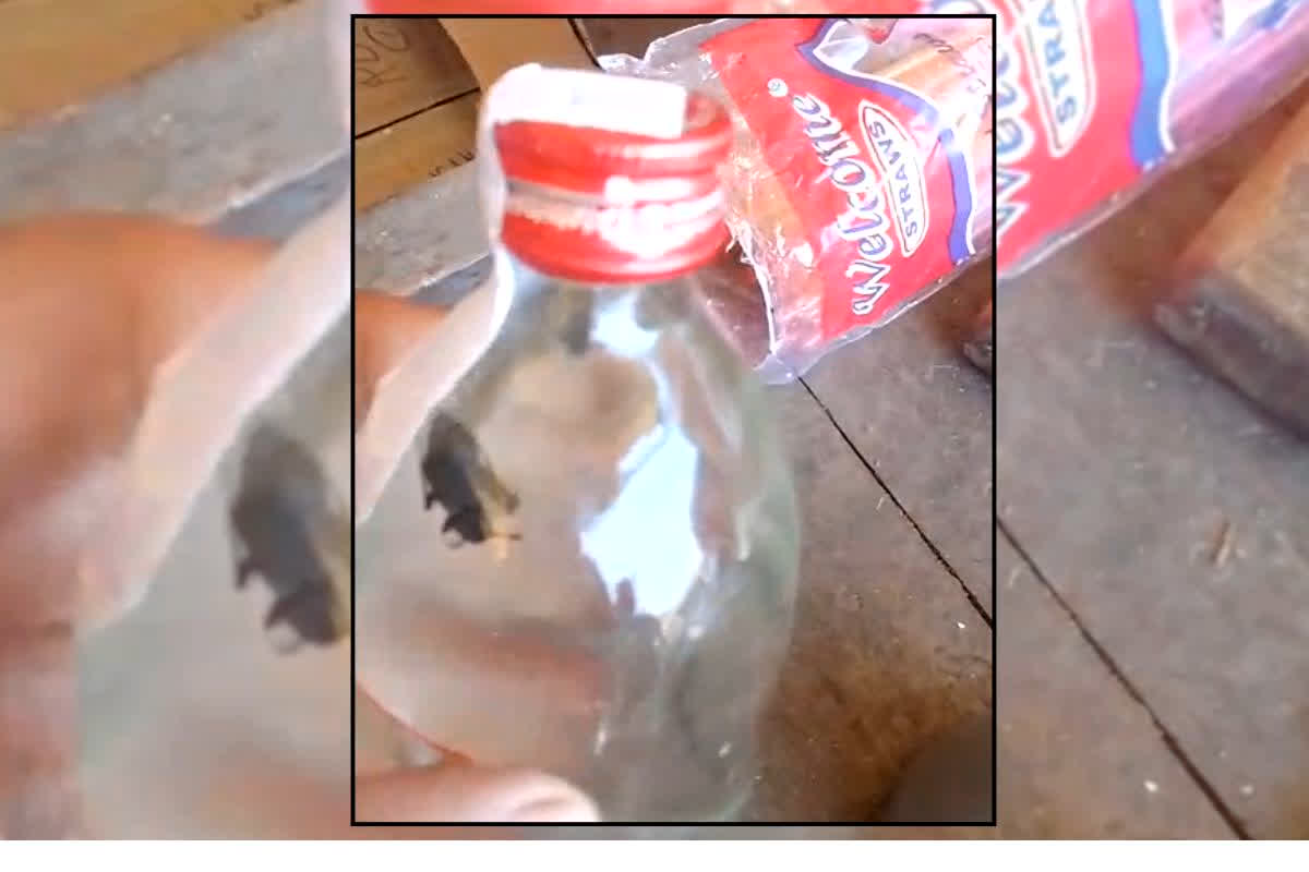 Chhattisgarh Liquor News : अब शराब पीने से पहले 10 बार सोचेंगे आप, जाम छलकाने के लिए सरकारी दुकान से खरीदी थी बोतल, अंदर देखा तो उड़े होश, वीडियो वायरल