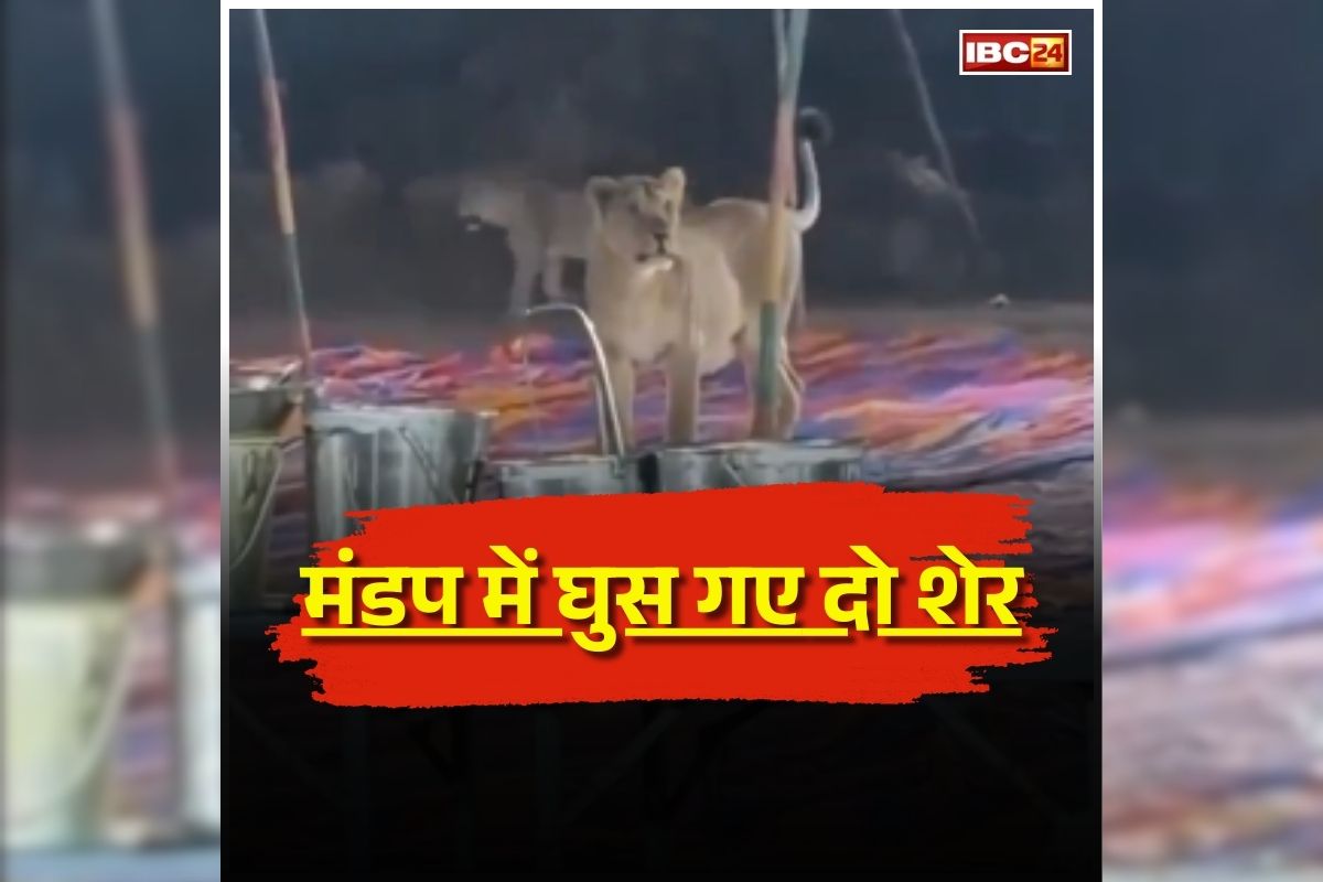 Gujarat Viral Video: इधर चल रही थी शादी उधर मंडप में घुस गए दो शेर, मची अफरातफरी, अब सामने आया डरावना Video