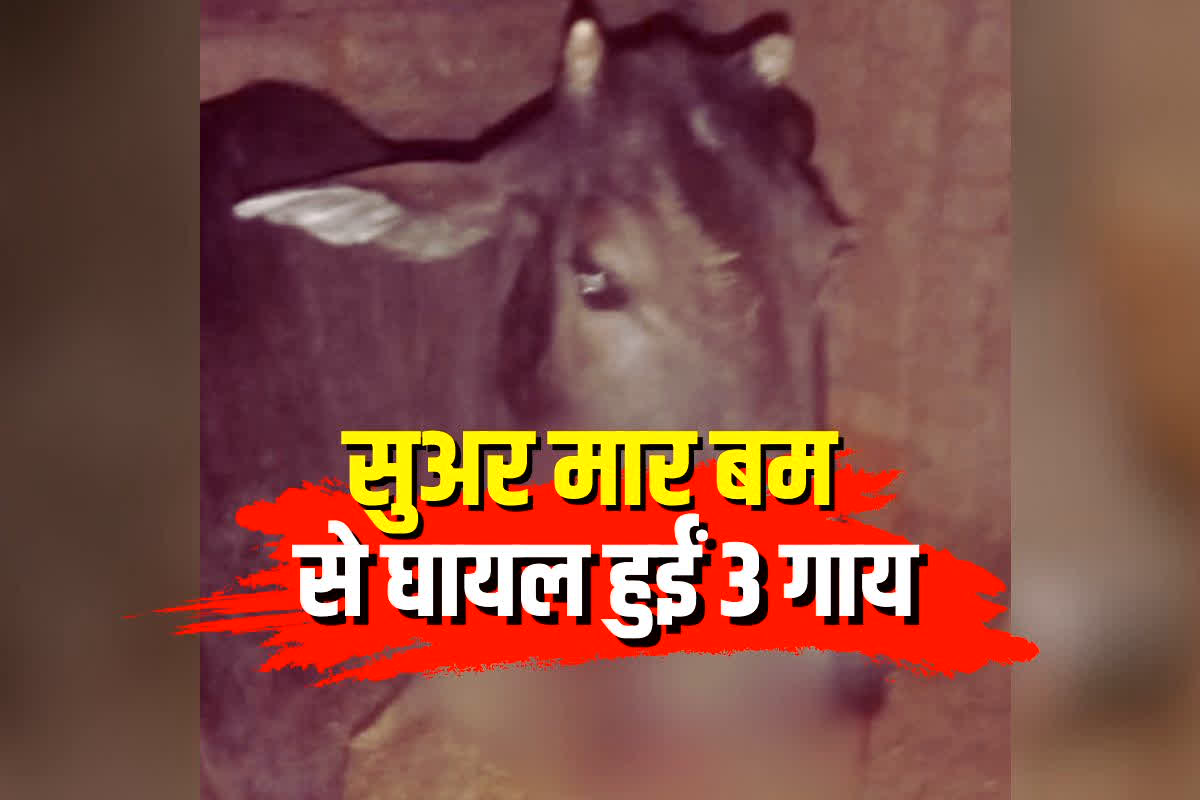 Hatta News: प्रदेश में सुअर मार बम का आतंक! चपेट में आने से 3 गायों के जबड़े फटे, गौसेवकों ने किया हंगामा