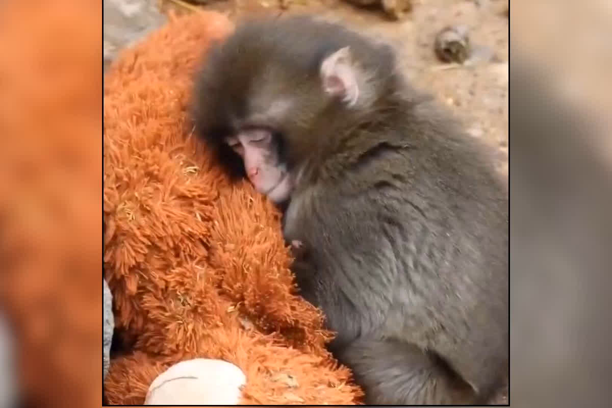 Monkey Viral Video With Soft Toy : “खिलौना नहीं, पूरा परिवार! आखिर क्यों 24 घंटे इस गुड़िया को सीने से लगाए रखता है यह बंदर? देखें वीडियो