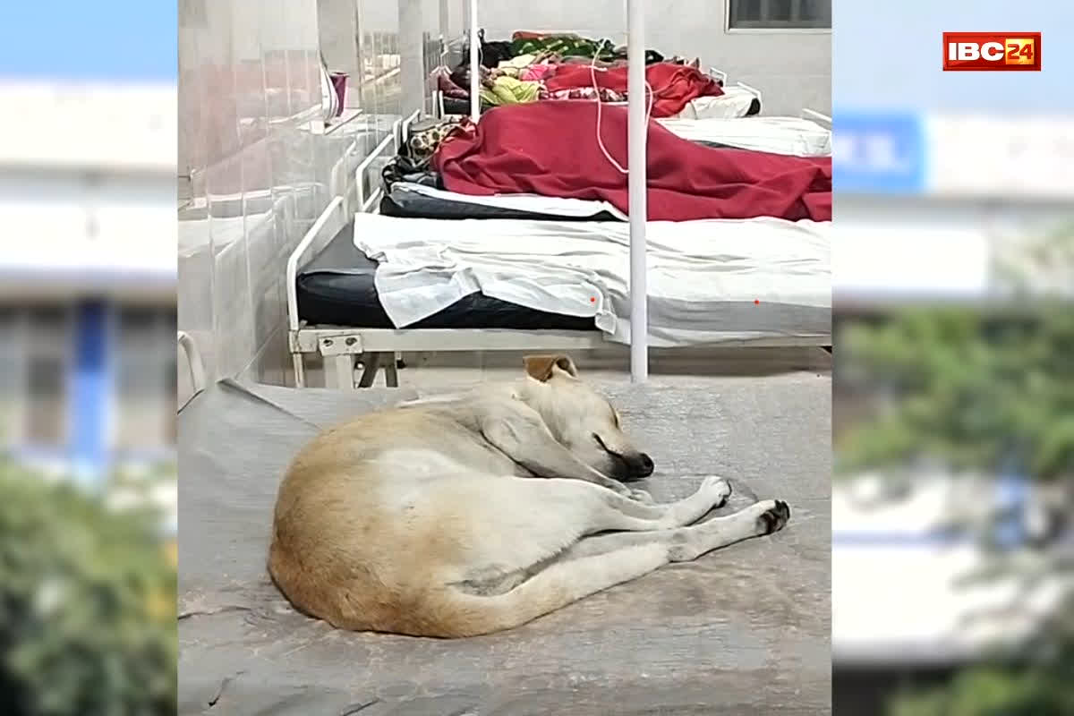 Sagar District Hospital Viral Video: मरीज की जगह जिला अस्पताल के बिस्तर पर सोते नजर आया कुत्ता, वीडियो वायरल होते ही मचा हड़कंप