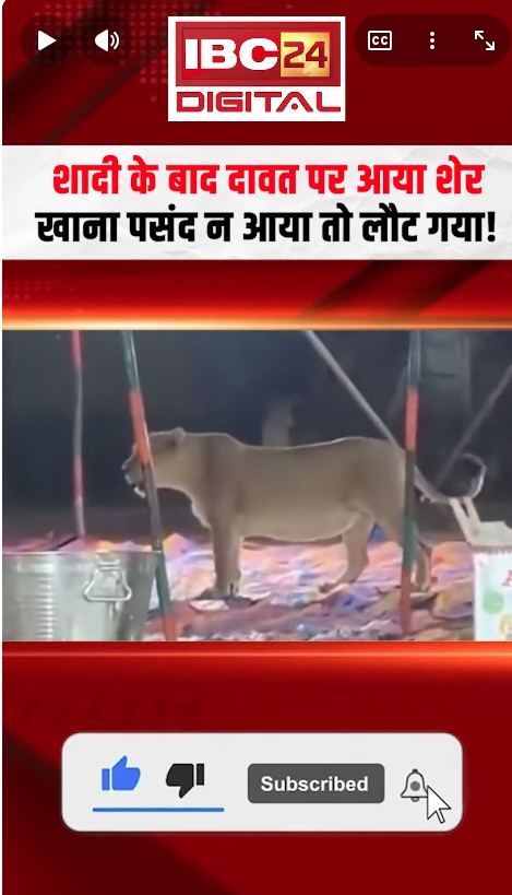 Junagadh News: शादी के बाद दावत पर आया शेर, खाना पसंद न आया तो लौट गया!