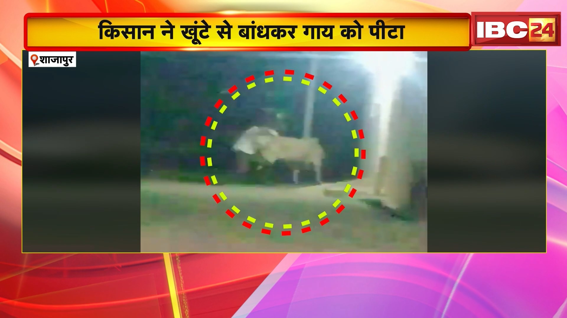 Shajapur News: किसान ने खूंटे से बांधकर गाय को पीटा, गौरक्षक की शिकायत पर किसान गिरफ्तार