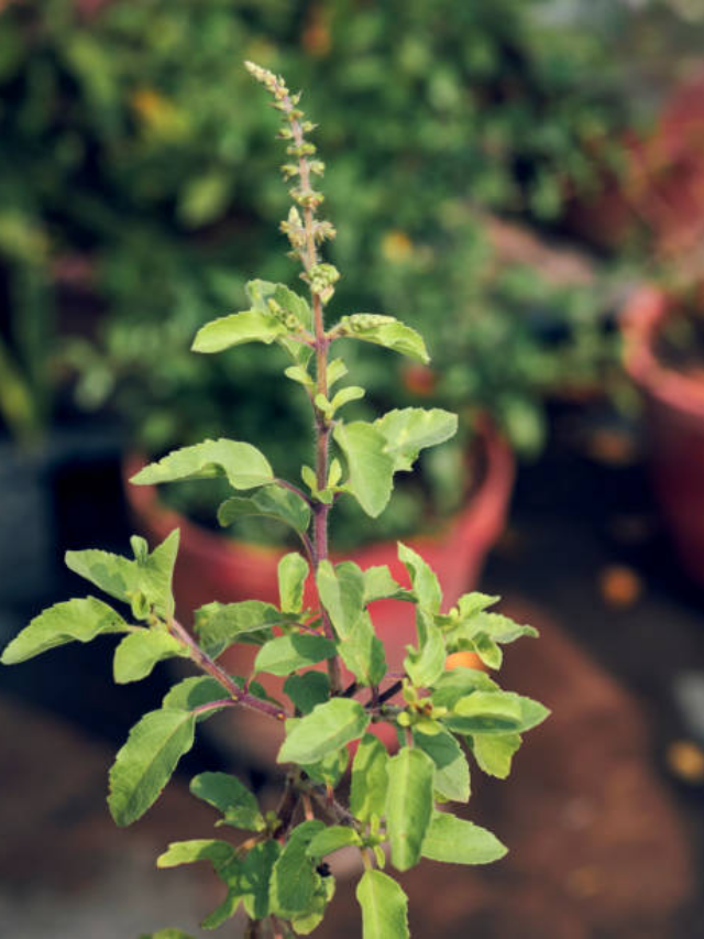 Tulsi Ke Patte Ke Fayde: रोज सुबह खाली पेट पिएं तुलसी का पानी, कई बीमारियां रहेंगी दूर, मिलेंगे कई फायदें