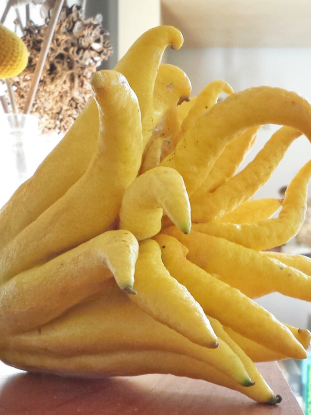 Rare Fruits World: ये हैं दुनिया के 5 अजीबोगरीब फल... जिन्हें देखकर आप भी सोचेंगे, ये सच में फल हैं..?