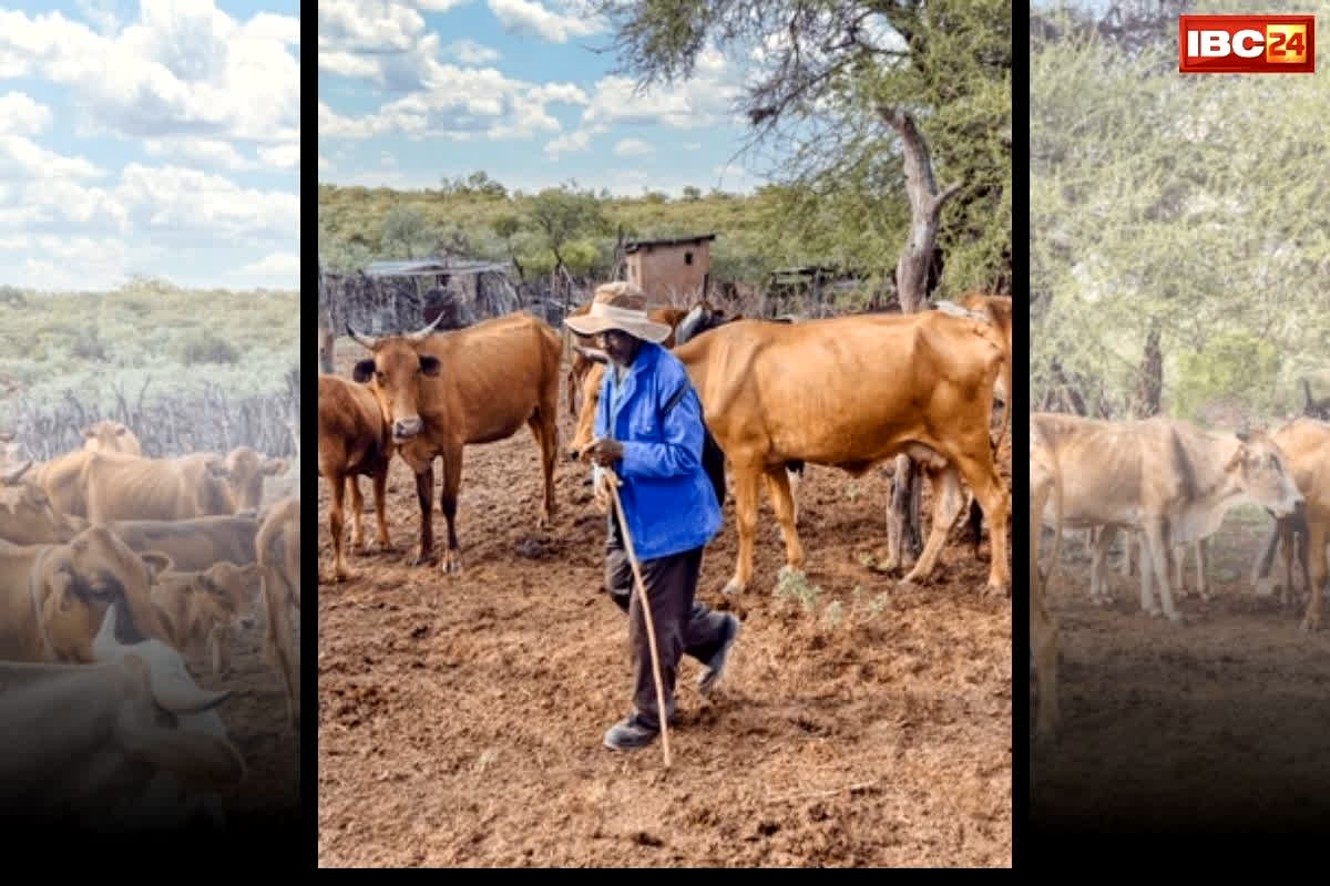 Gaon Gwala Yojana: अब गाय चराने पर ग्वालों को हर महीने इतना वेतन देगी सरकार, राज्य सरकार के मंत्री ने किया ऐलान, आप भी कहेंगे-ये तो कमाल हो गया