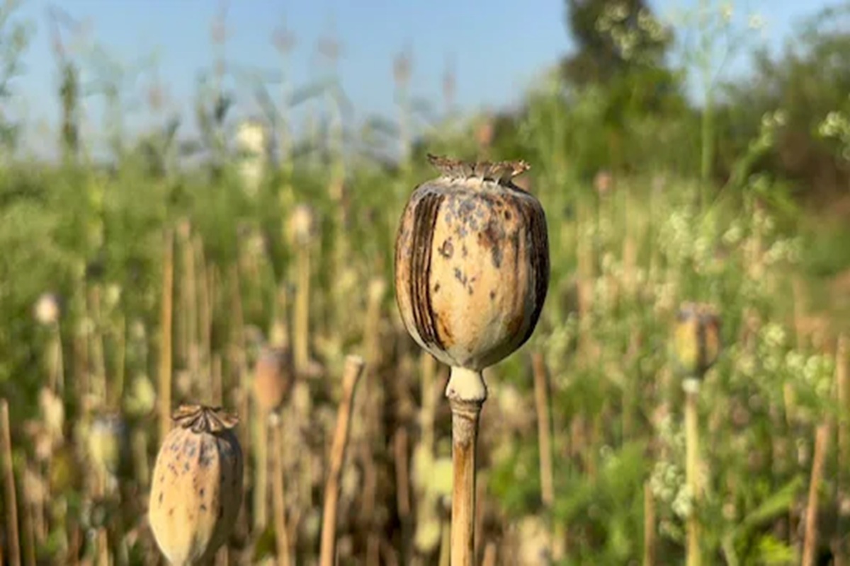 Opium cultivation in CG: छत्तीसगढ़ में फिर पकड़ी गई अफीम की अवैध खेती, इस इलाके में लहलहा रही थी फसल, मौके पर पहुंची पुलिस