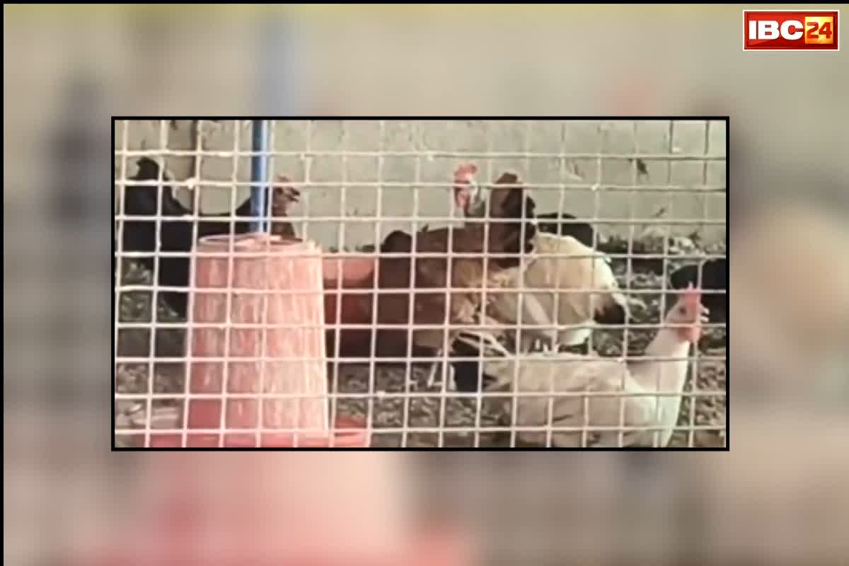 Bilaspur Bird Flu News: छत्तीसगढ़ के इस जिले में मुर्गी-अंडे की बिक्री और डिलीवरी पर रोक, कलेक्टर ने जारी किया आदेश, जानें क्या है कारण
