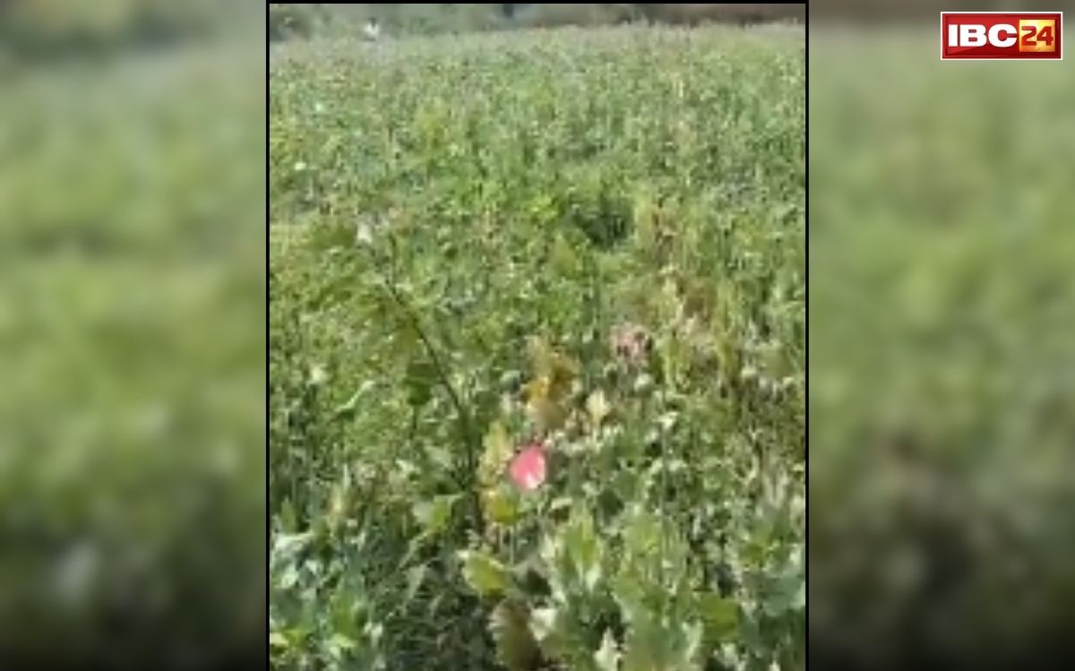 Raigarh Afeem Kheti: दुर्ग, बलरामपुर के बाद अब CG के इस जिले में पकड़ाई अफीम की खेती, लंबे समय से हो रहा था कांड, डिप्टी सीएम का बयान आया सामने