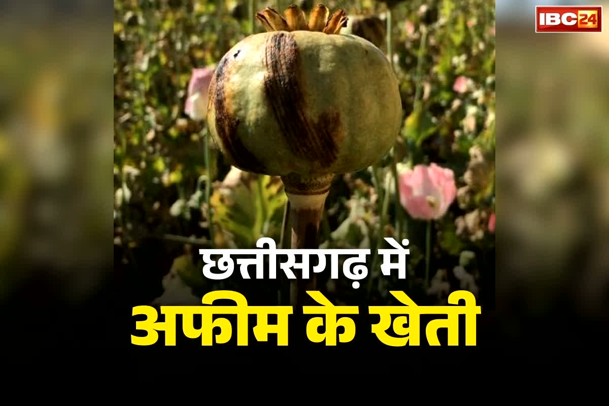 Chhattisgarh Afeem Cultivation: ‘छत्तीसगढ़ में अफीम की खेती के पीछे अंतर्राष्ट्रीय गिरोह!’.. क्या अफसरों ने घर बैठे तैयार किया गिरदावरी रिपोर्ट?.. जानें किसने उठायें सवाल