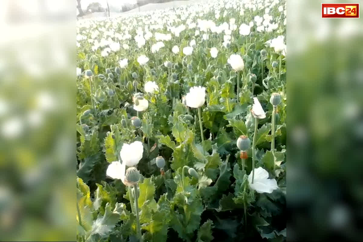 Chhindwara Afeem Ki Kheti: अब यहां मिली एक एकड़ रकबे में ‘अफीम की खेती’.. वन-विभाग तलाश रहा था कुछ और लेकिन हाथ लगी बड़ी कामयाबी..