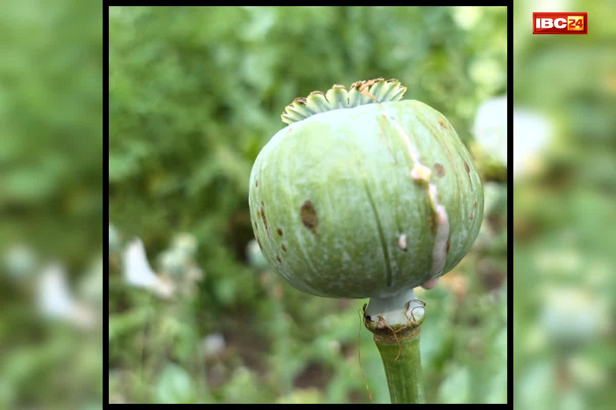 Durg Afeem Kheti Case: 5 एकड़ जमीन.. 14 लाख 30 हजार पौधे.. काला कारोबार छिपाने भाजपा नेता ने अपनाई थी ये तरकीब, अफीम की खेती की ये इनसाइड स्टोरी जान रह जाएंगे दंग