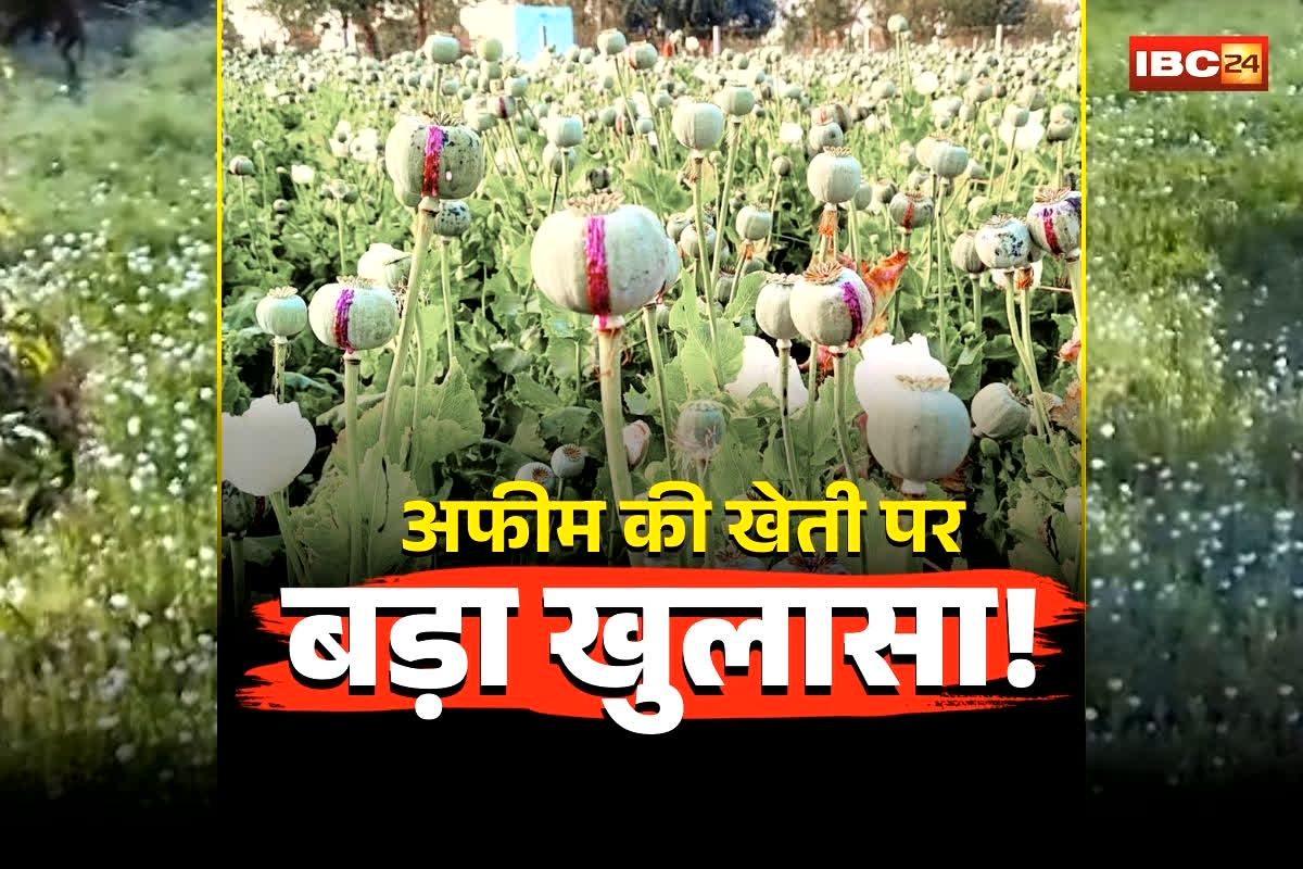 Durg Opium Farming News: अफीम की खेती पर बड़ा खुलासा! सर्वे में बड़ा खेल… सरकारी रिकॉर्ड में बताया इस चीज का फसल, अब कलेक्टर ने तीन अफसरों को थमाया नोटिस