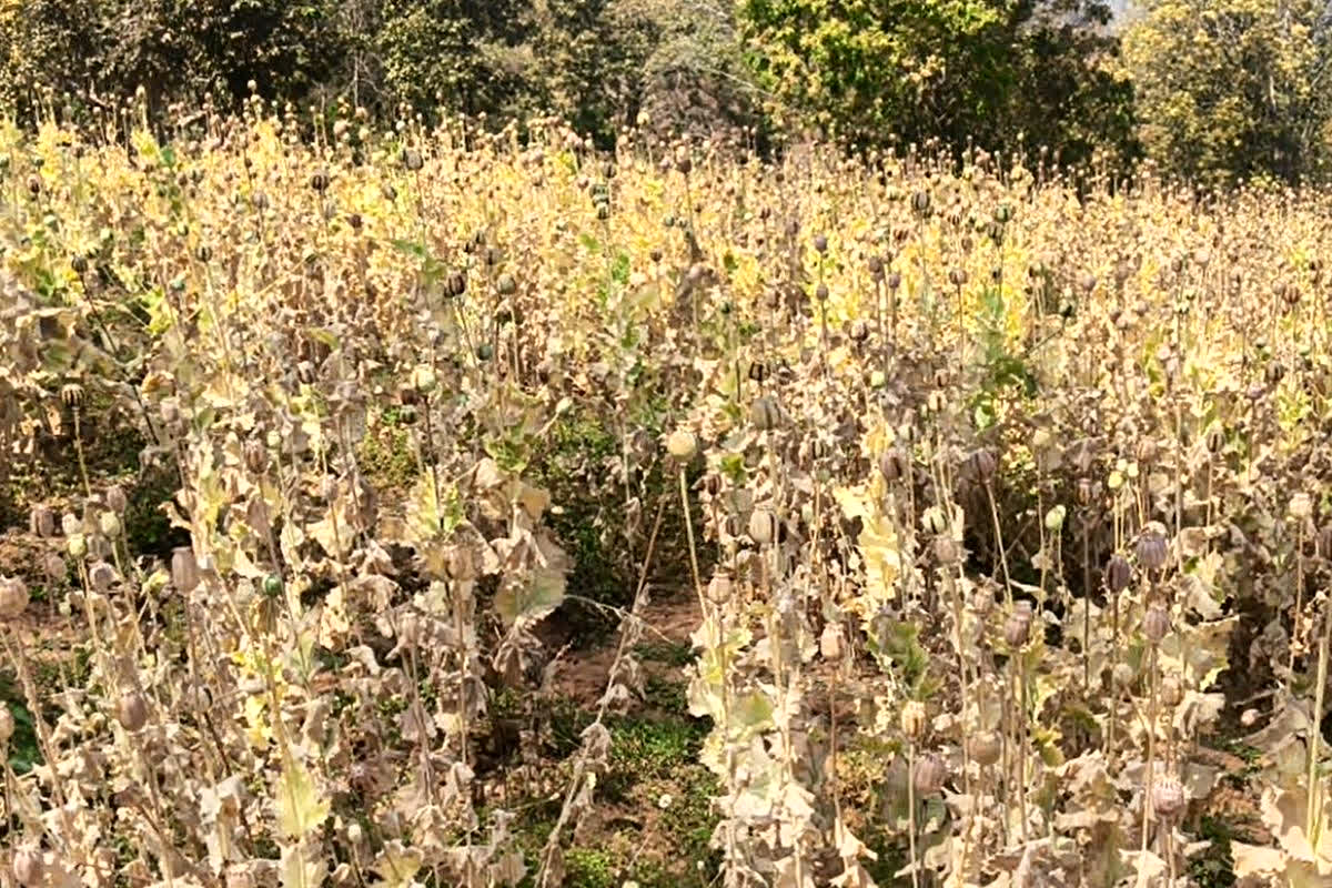 Illegal Afeem Farming Balrampur : अफीम के पूरे साम्राज्य का भंडाफोड़! मास्टरमाइंड गिरफ्तार, सिंडिकेट के खुल रहे एक के बाद एक खौफनाक राज़
