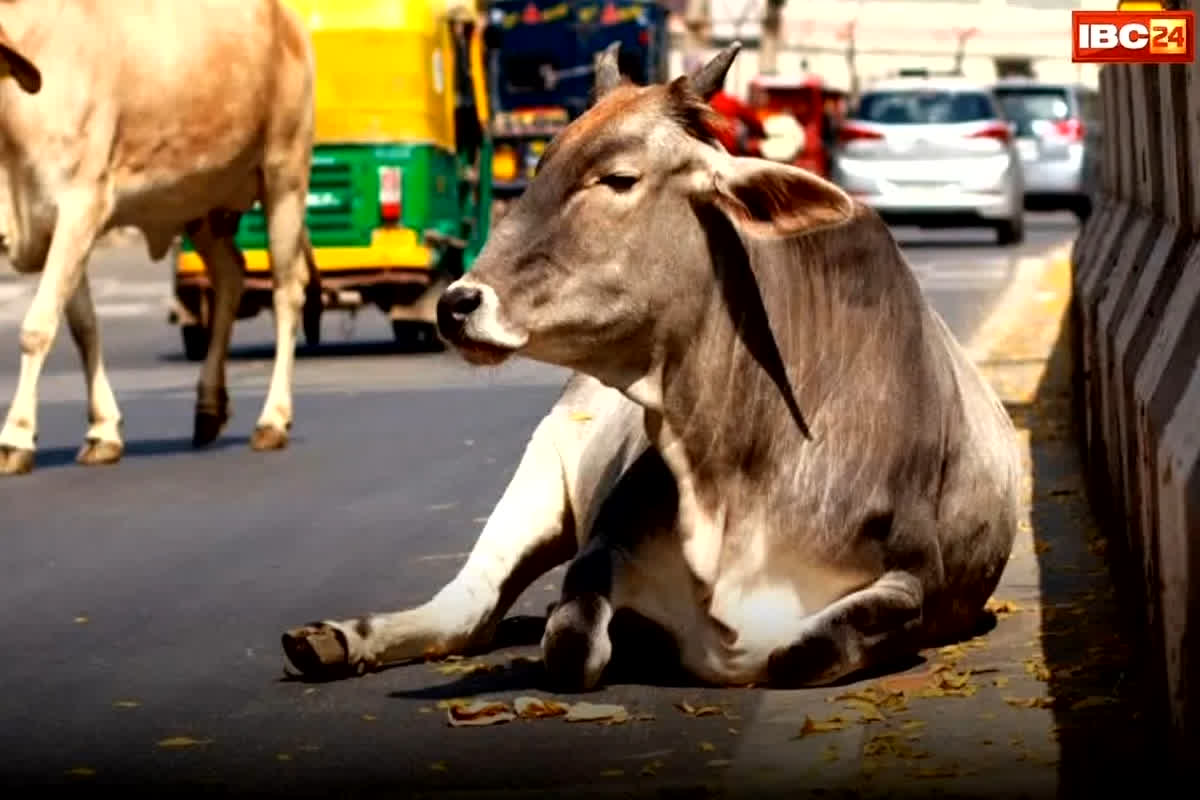 शह मात The Big Debate: गौमांस पर सियासत तेज, लैब में सैंपल क्यों हुआ फेल? गौकशी को लेकर गरमाई सूबे की सियासत