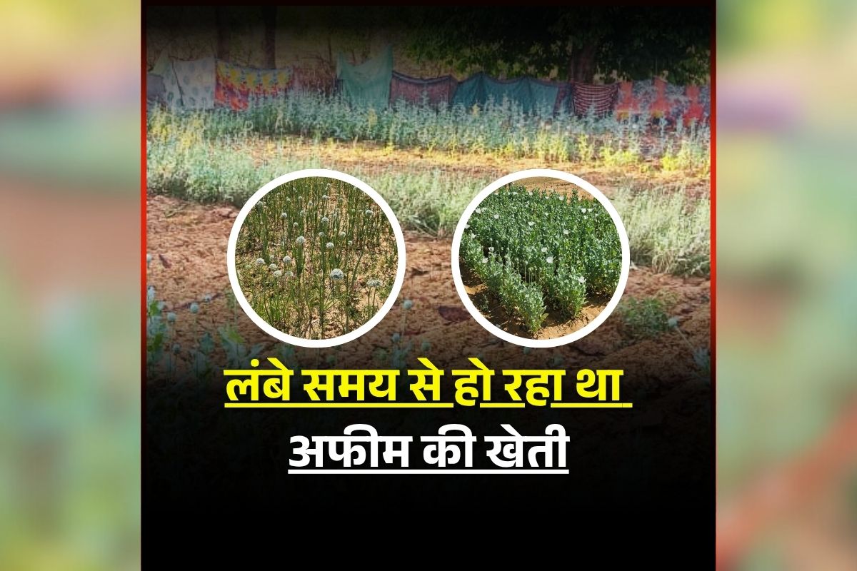 Raigarh Afeem Kheti: दुर्ग, बलरामपुर के बाद अब इस जिले में पकड़ाई अफीम की खेती, लंबे समय से चल रहा था खेल, पुलिस पहुंचते ही मचा हड़कंप