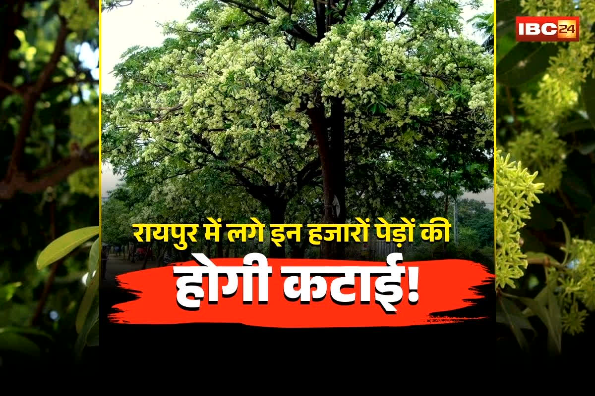 Raipur Tree Removal News: रायपुर में लगे इन हजारों पेड़ों की होगी कटाई! BJP विधायक ने सदन में उठाया मुद्दा, मंत्री ओपी चौधरी ने दिया पेड़ हटाने का आश्वासन