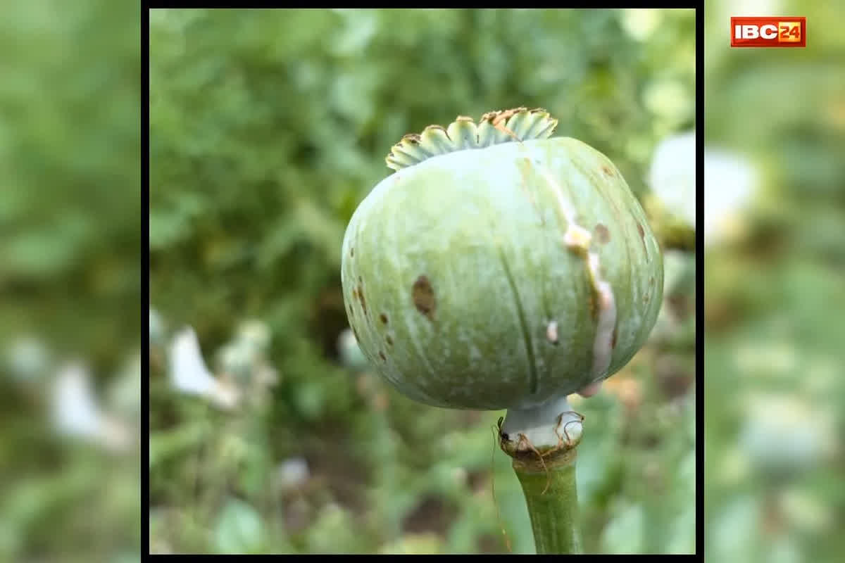 शह मात The Big Debate: नशे की खेती पर बवाल, अफीम पर विपक्ष के सवाल, प्रदेश में एक बार फिर गरमाई सियासत, क्या अंतरराज्यीय गिरोह के चंगुल में है  राज्य के किसान?