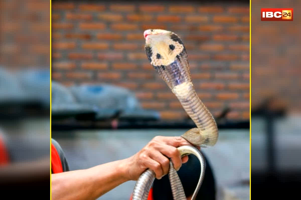 Snake Catching New Rules: अब बिना परमिशन के नहीं पकड़ पाएंगे सांप! बैठक में लिया गया फैसला, जानें वन विभाग का नया नियम