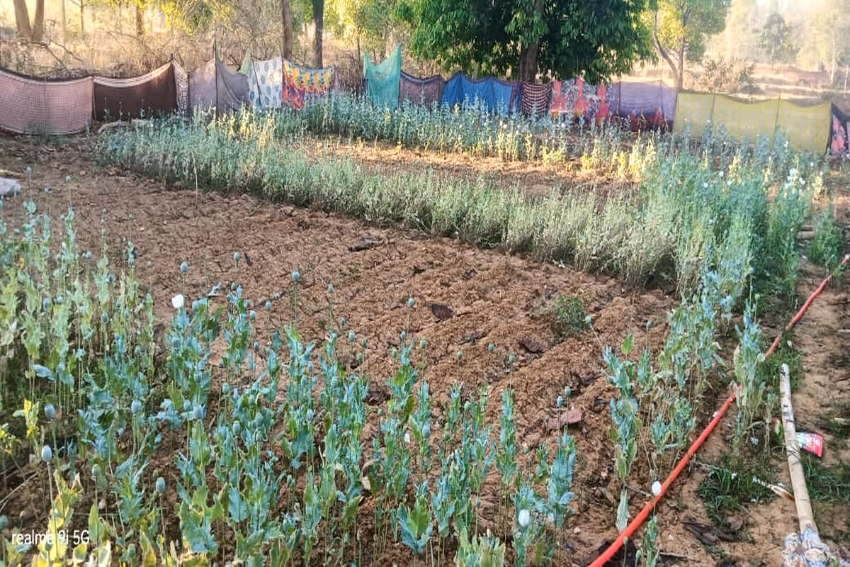 CG Afeem Kheti Update News: डेढ़ एकड़ खेत में लहलहा रही थी अफीम की फसल, प्रशासन ने इस तरीके से किया भंडाफोड़, दो लोगों को किया गिरफ्तार