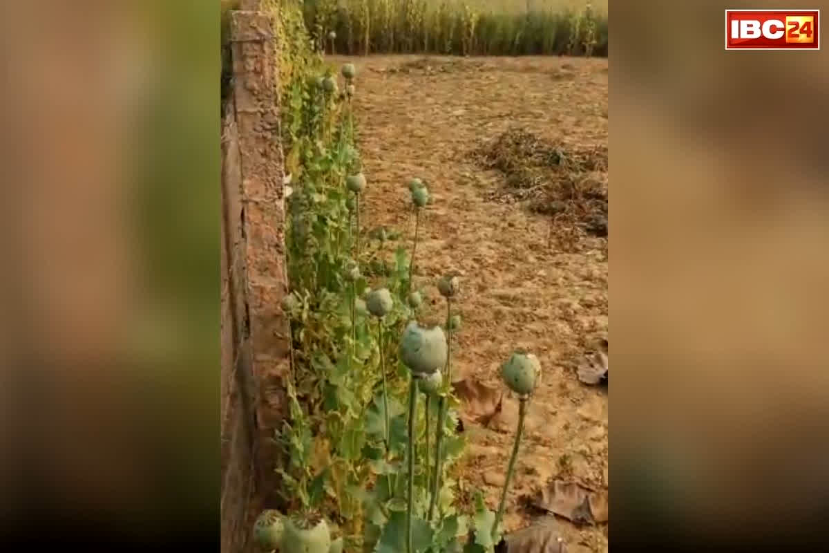 Maharajganj Afeem Kheti: बाहर से साधारण खेत, अंदर हो रहा था ये गुप्त कांड… पुलिस पहुंची मौके पर, सामने दिखा ऐसा नजारा की सब रह गए दंग