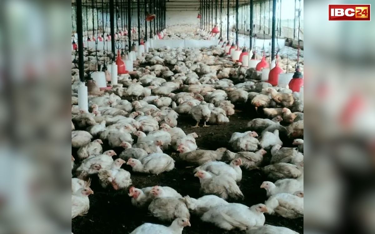 Bilaspur Bird Flu: छत्तीसगढ़ की न्यायधानी में बर्ड फ्लू का खौफ बढ़ा! सड़क किनारे फेंकी गई मरी हुई मुर्गियां, इलाके में मचा हड़कंप