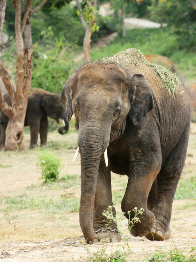Highest Elephant Population: इस देश में है सबसे ज्यादा हाथी, भारत और चीन है पीछे!