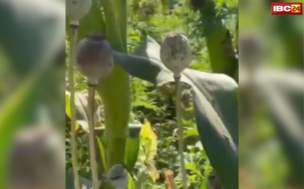 Durg BJP Neta Afeem Kheti: मक्का के फसल के बीच दिग्गज भाजपा नेता कर रहे थे अफीम की खेती! 7 एकड़ में लहलहा रही थी फसल, देखकर अधिकारियों के उड़ गए होश