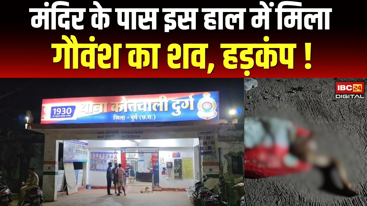 मंदिर के पास इस हालत में मिला गौवंश का शव, मचा हड़कंप | Durg | Cow | IBC24 Digital