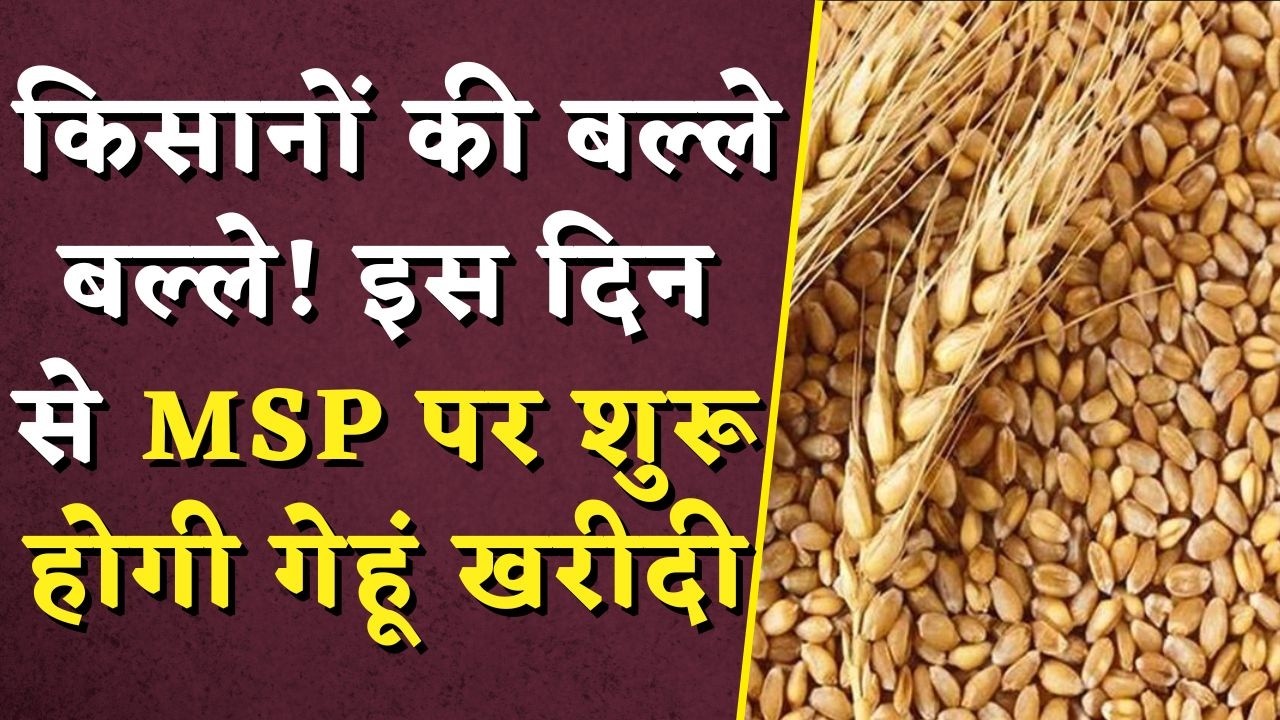 MP Gehu MSP Kharidi 2026: किसानों की बल्ले बल्ले! इस दिन से MSP पर शुरू होगी गेहूं खरीदी |