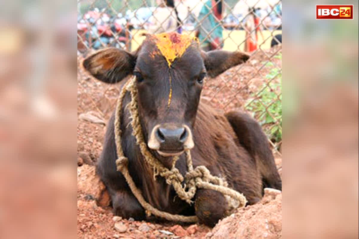 Ambikapur Crime News: यहां बछड़े को मारकर मांस खाते पकड़े गए 4 आरोपी.. सख्ती से पूछताछ जारी, पहले लगे थे और भी गंभीर आरोप