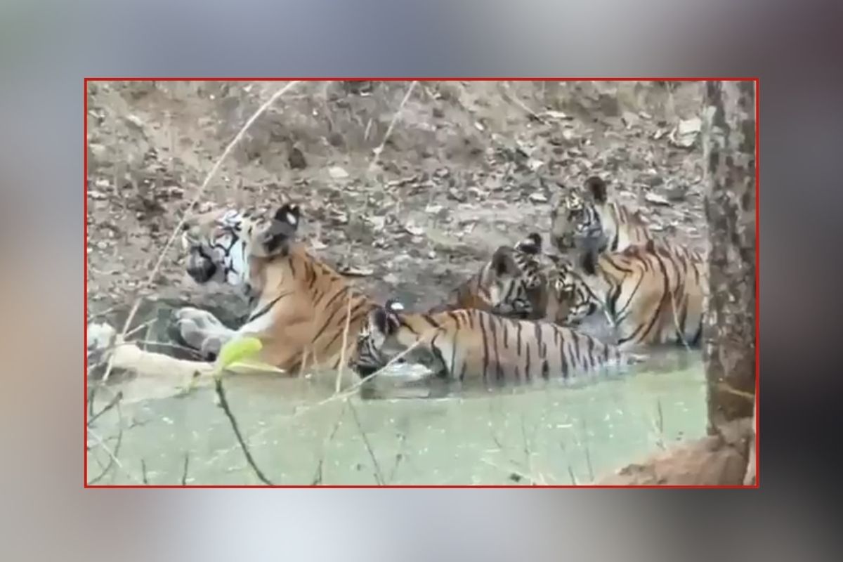 Seoni Tigress Video : भीषण गर्मी में जुगनी बाघिन का कूल अंदाज, पानी में शावकों संग मस्ती करते वीडियो वायरल