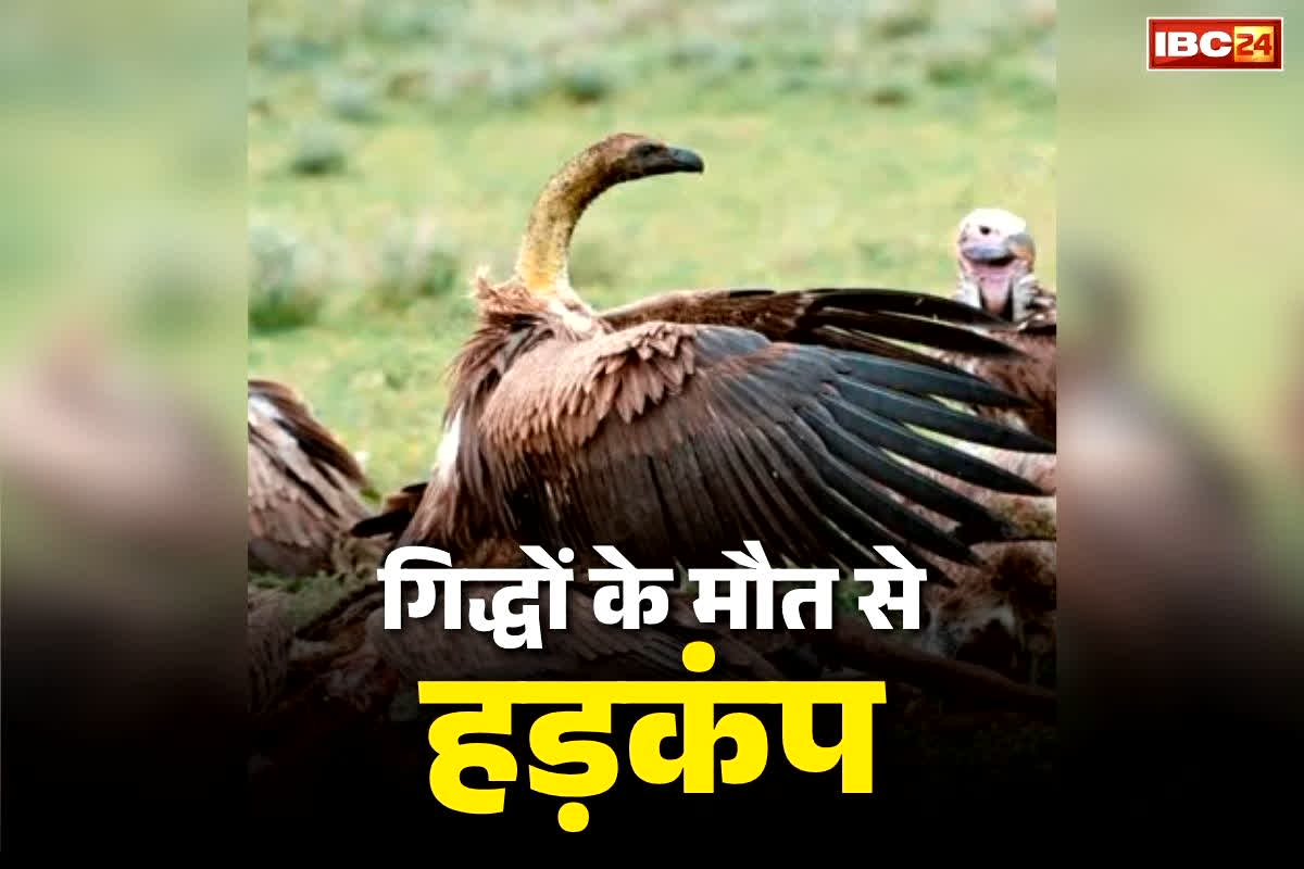 Dudhawa Tiger Park Vultures Death: बकरियों के मौत की कीमत पक्षियों ने चुकाई!.. यहां मिली 25 लुप्तप्राय हिमालयन ग्रिफिन गिद्धों की लाश.. हुआ हैरान कर देने वाला खुलासा