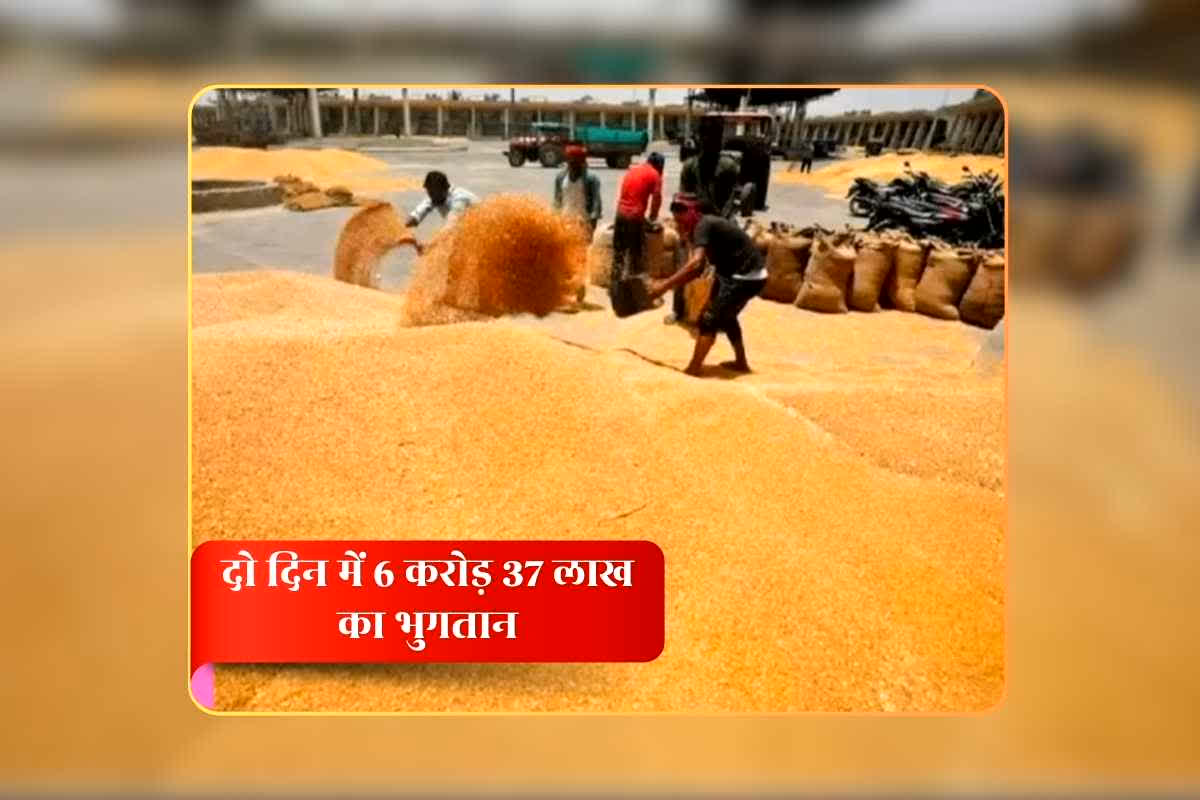 MP Gehu Kharidi 2026: मोहन यादव की सरकार में किसानों से ताबड़तोड़ हो रही गेहूं खरीदी, महज दो दिन में अन्नदाताओं को 6 करोड़ 37 लाख का किया भुगतान