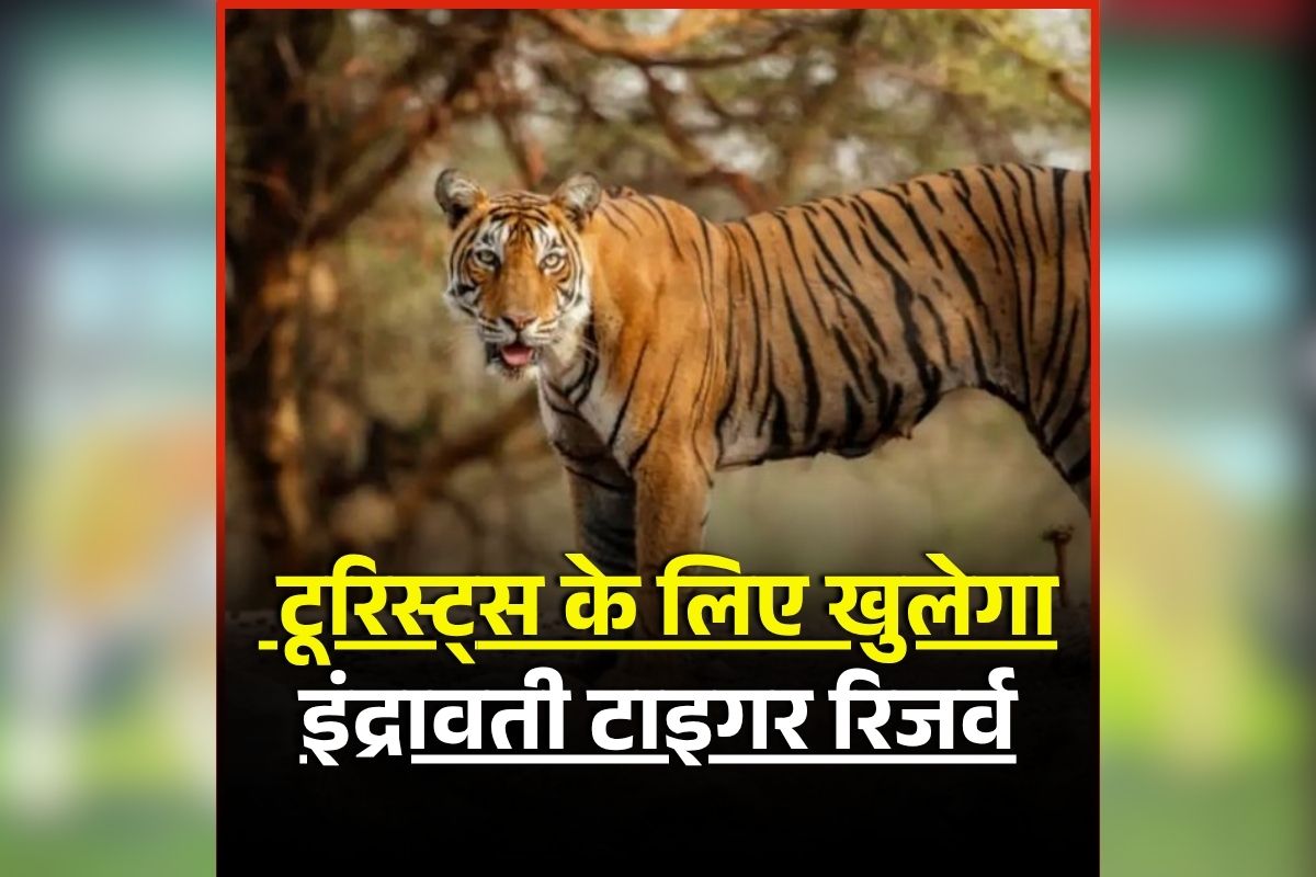 Indravati Tiger Reserve: छत्तीसगढ़ बनने के बाद पहली बार खुलेगा इंद्रावती टाइगर रिजर्व एरिया, पर्यटकों को मिलेगी ये सुविधा, वन विभाग ने शुरू किया काम