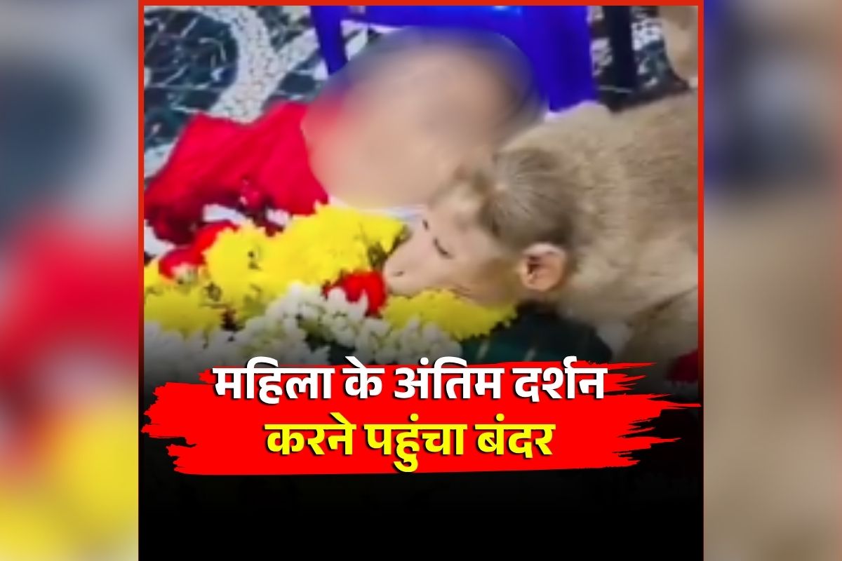 Monkey Viral Video: म​हिला की निधन के बाद खुद को नहीं रोक सका बंदर, शव से लिपटकर रोने लगा फूट-फूटकर, वीडियो देख आपके भी आ जाएंगे आंसू