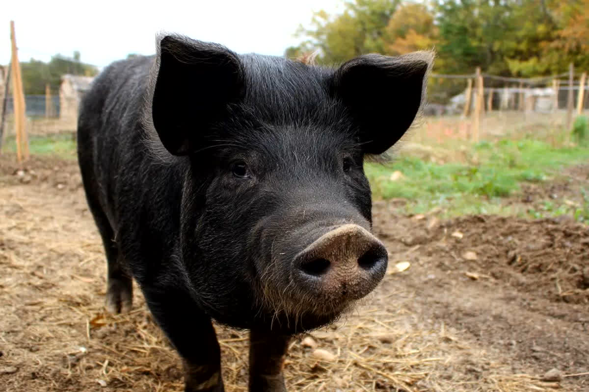 Pig Sperm Cancer Treatment News : सूअर के स्पर्म की अचानक क्यों बढ़ी चर्चा? डॉक्टर अब इस गंभीर बीमारी के इलाज में कर रहे इस्तेमाल