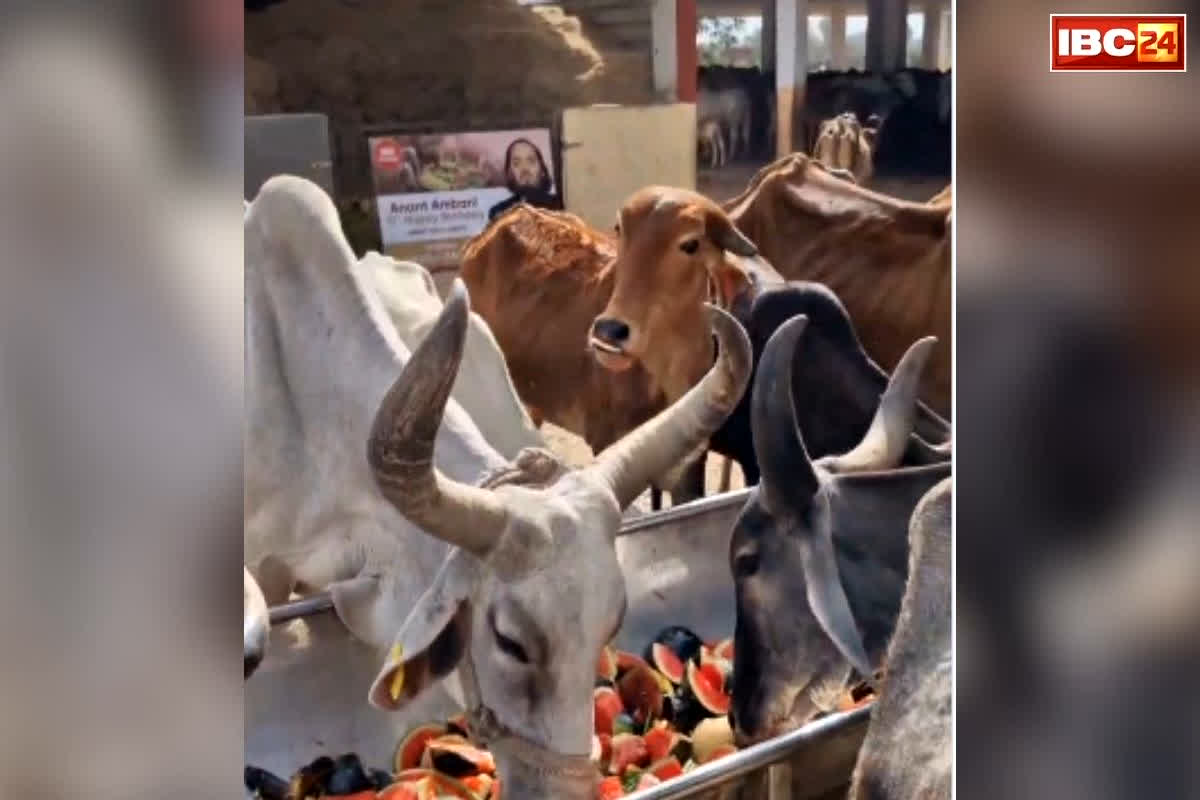 Anant Ambani Birthday: अनंत अंबानी ने गायों को दी बर्थ-डे पार्टी, भरी गर्मी में खिलाए तरबूज-खरबूज, इन खास लोगों तक भी पहुंचाई ये मदद