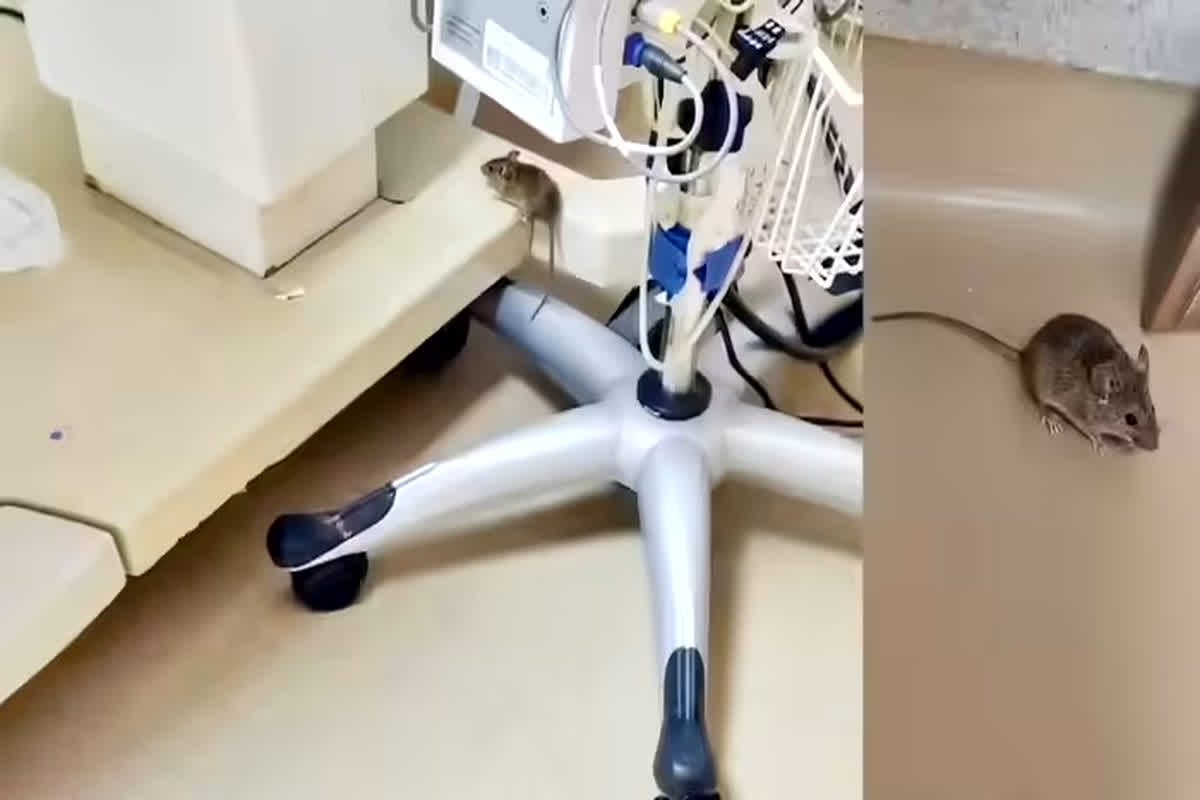 Bhopal AIIMS Viral Video: AIIMS अस्पताल के NICU में घूमते दिखे चूहे, वीडियो वायरल होते ही मचा हड़कंप, प्रबंधन ने उठाया ये बड़ा कदम