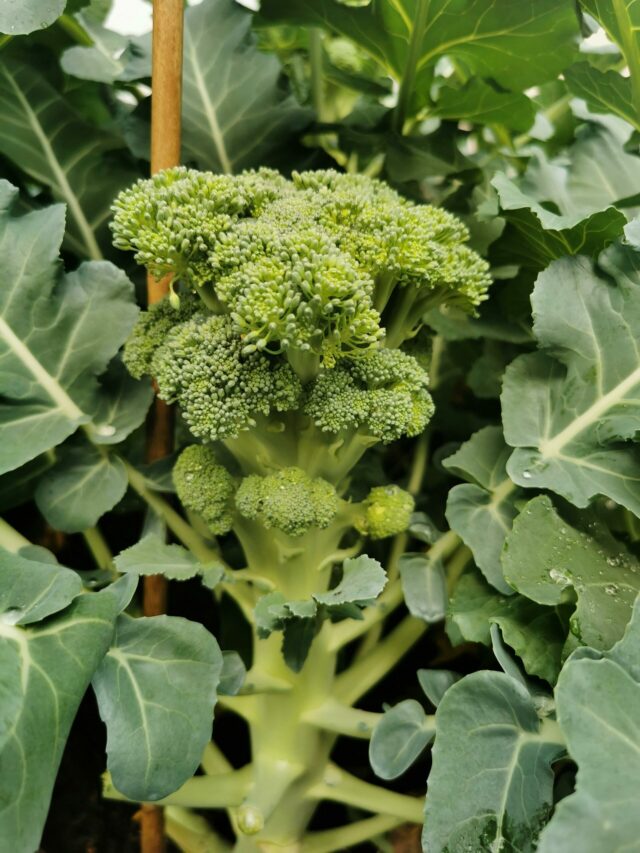 Benefits of Broccoli: ब्रोकली खाने से मिलते हैं ये चौंकाने वाले फायदे, जानकर आप भी रह जाएंगे हैरान