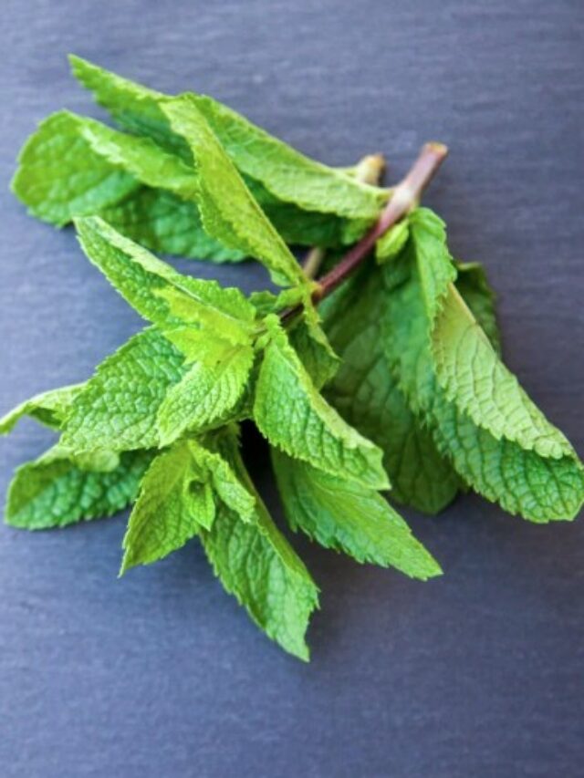Benefits Of Mint: गर्मियों में करें इस चीज का सेवन, मॉर्निग सिकनेस से लेकर तनाव तक होता है कम, मिलेंगे ये शानदार फायदें