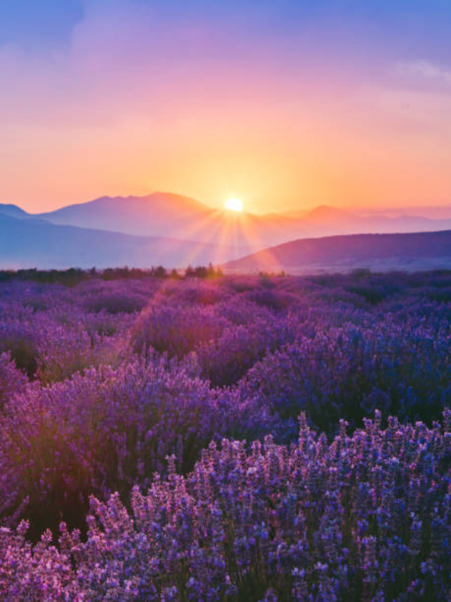 Suryast Niyam: सूरज ढलने के बाद बाद इन कामों से बनाएं दूरी, नहीं तो नाराज हो सकती हैं मां लक्ष्मी