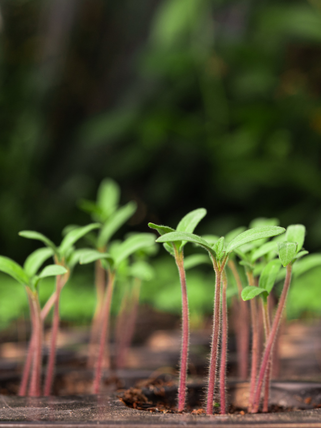 How To Grow Plants Faster: क्या आपके पौधे भी रुक गए हैं? जानिए 5 ऐसे टिप्स जो आपके गार्डन को बना देंगे हरा भरा