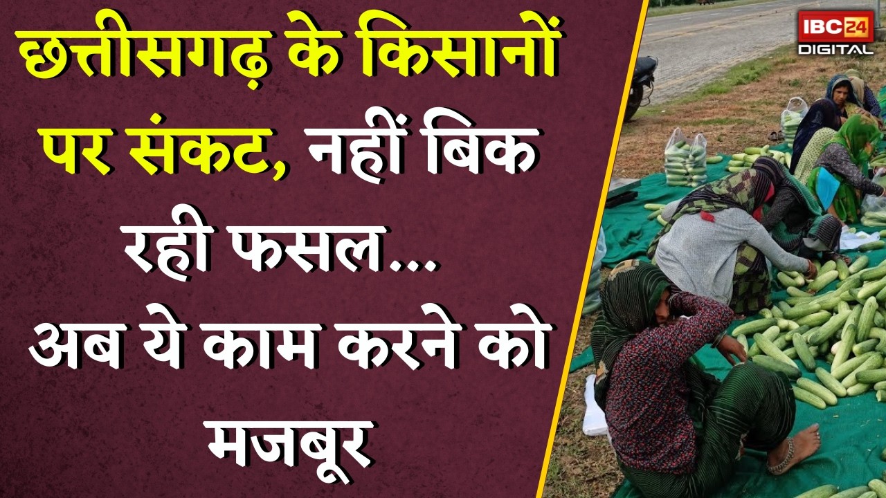 Ambikapur News: गर्मी में राहत देने वाला खीरा… क्या इस बार किसानों के लिए ही मुसीबत बन गया है? |
