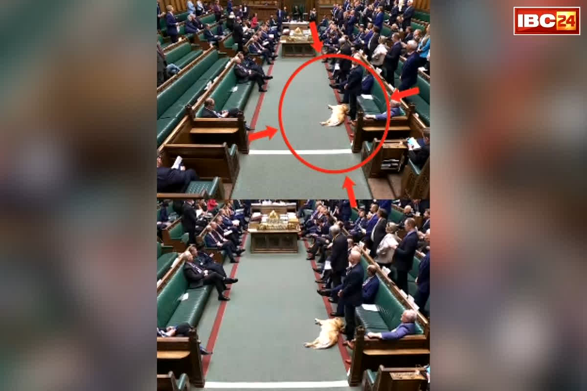 UK Parliament Dog Video: सड़क या सरकारी अस्पताल नहीं, संसद में सोता दिखा कुत्ता, सांसद भी थे मौजूद, उसके बाद जो हुआ… क्या Video देखा आपने ?