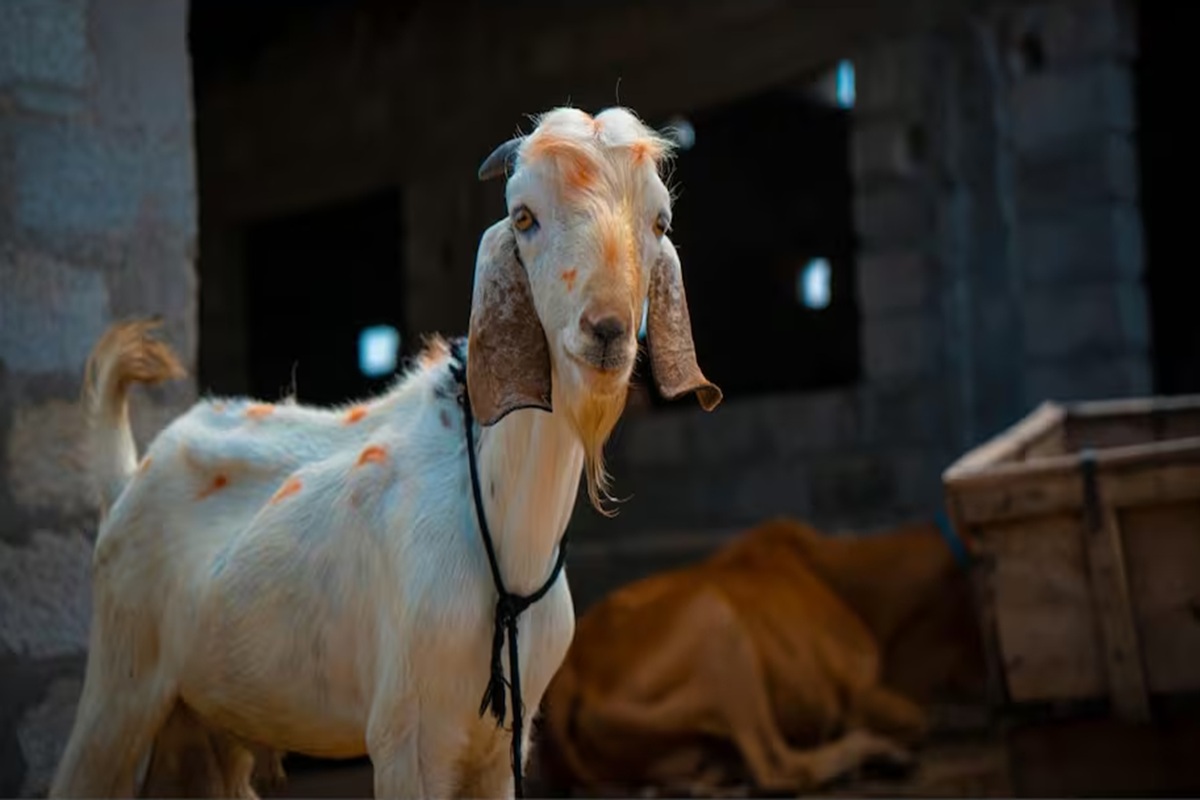 Pandharpur Bakrid News: एकादशी के कारण बकरों की कुर्बानी नहीं देंगे यहां के मुस्लिम! कहा- भगवान में हमारी गहरी आस्था 