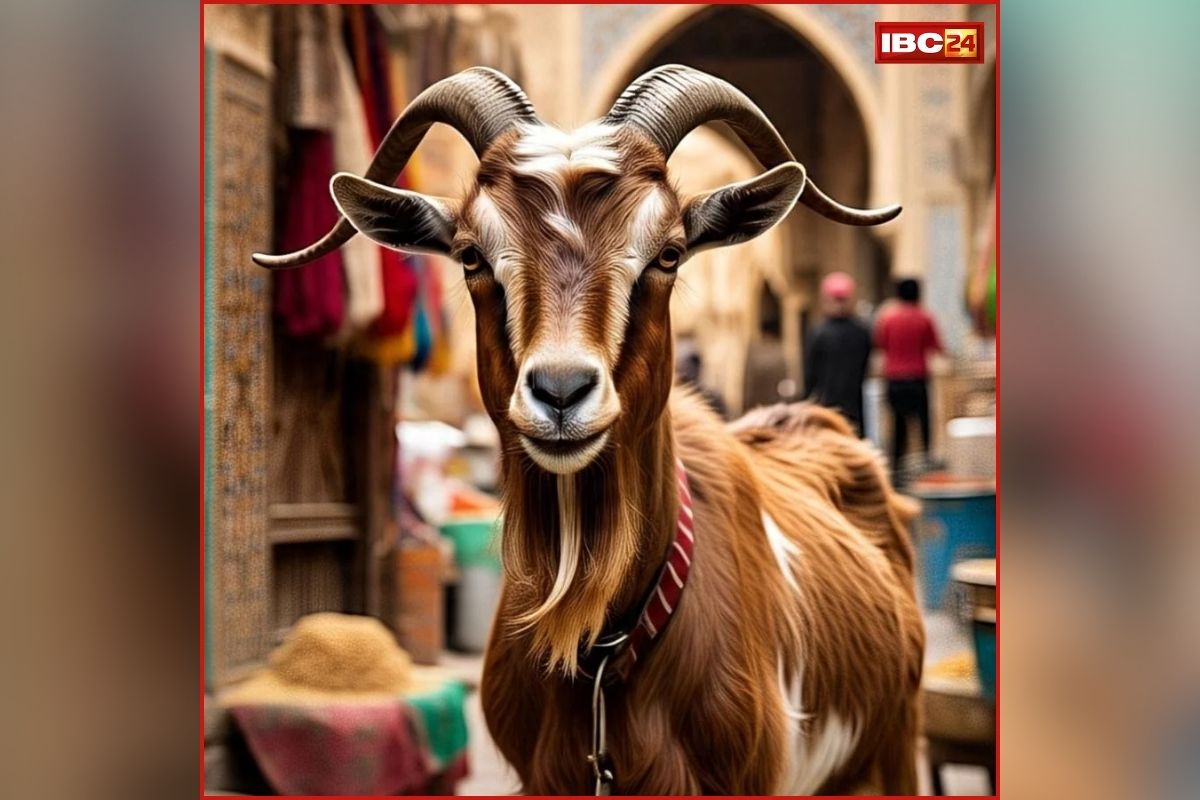 Siddharthnagar Bakra Mandi: इस जिले के मंडी में छाया महंगा बकरा, कीमत सुनकर हर कोई हैरान, जानिए कितने में बिका?