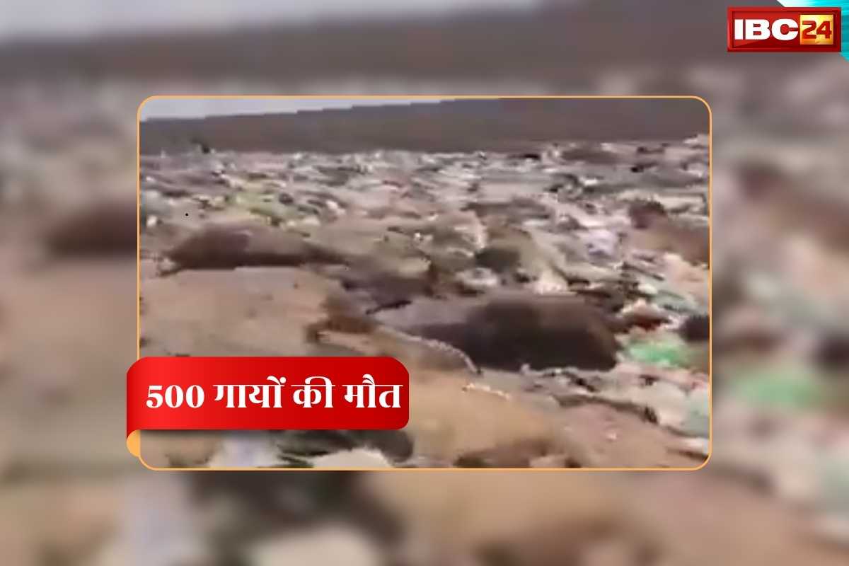 Jaisalmer Cow Death Video: 500 गायों की मौत, नगर परिषद के डंपिंग यार्ड से वायरल हुआ मवेशियों की सड़ी गली लाश का वीडियो, गुस्साए ग्रामीणों ने पूछा- क्या कर रही डबल इंजन की सरकार?