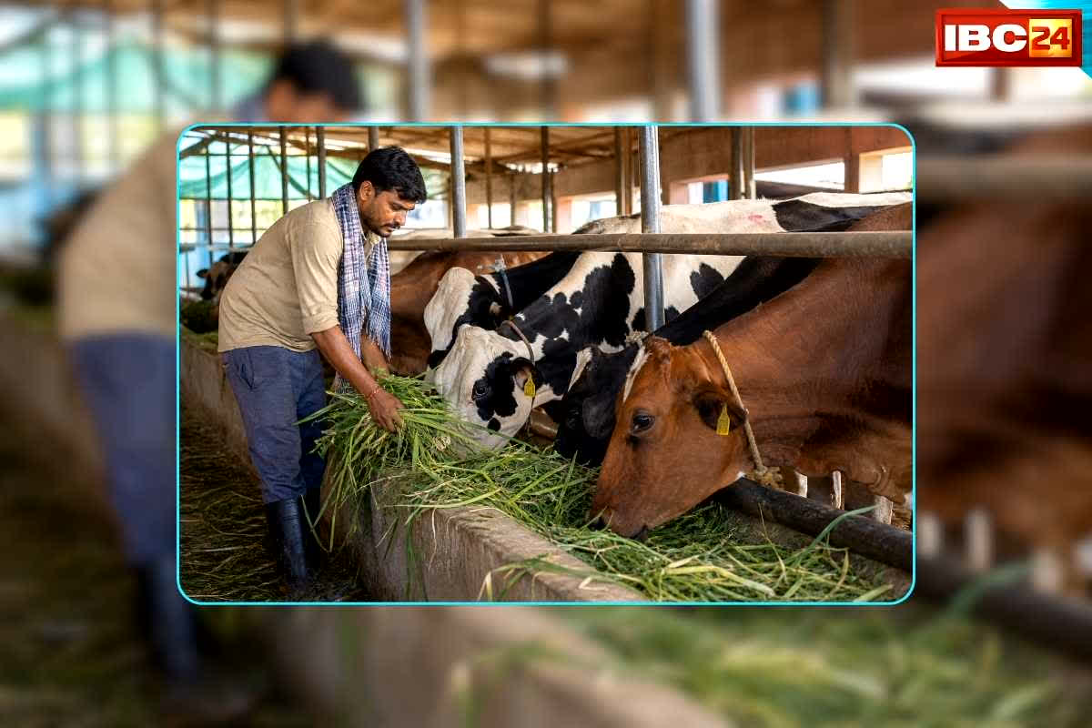 Milk Price 1 Litre Cow: धान की तरह किसानों का पूरा दूध खरीदेगी सरकार, प्रति लीटर इतने रुपए का होगा भुगतान, पशुपालकों को भाजपा सरकार ने दी बड़ी सौगात