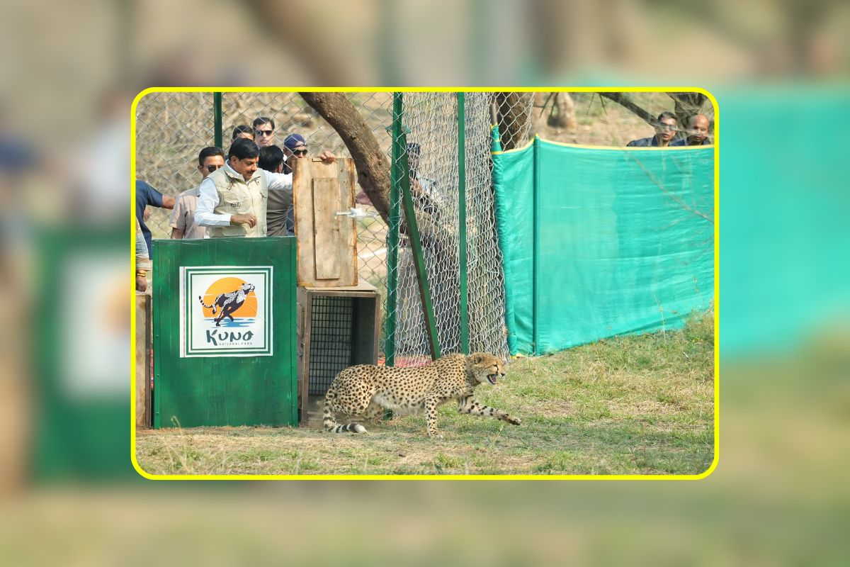 Kuno National Park: चीतों को भा गया मध्यप्रदेश का जंगल, सीएम मोहन यादव ने कूनो नेशनल पार्क में छोड़े दो और नए मेहमान, देखें वीडियो..
